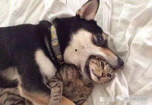 二狗最大爆料视频,一场娱乐圈的惊天内幕大公开